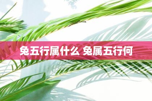 兔五行属什么 兔属五行何