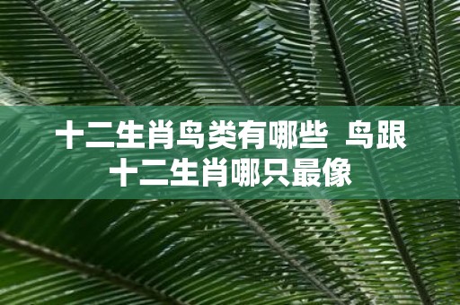 十二生肖鸟类有哪些 鸟跟十二生肖哪只最像