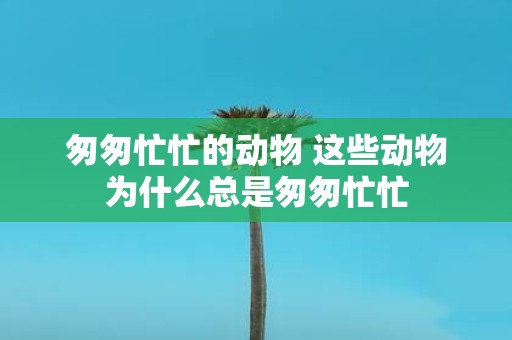 匆匆忙忙的动物 这些动物为什么总是匆匆忙忙