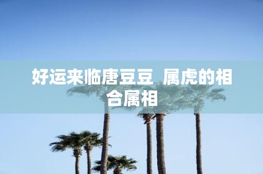 好运来临唐豆豆 属虎的相合属相