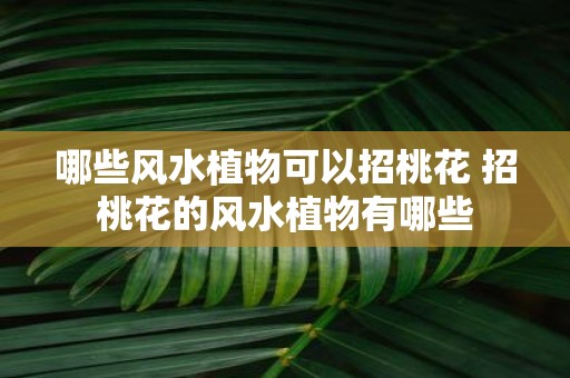 哪些风水植物可以招桃花 招桃花的风水植物有哪些