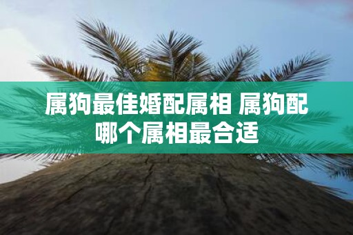 属狗最佳婚配属相 属狗配哪个属相最合适