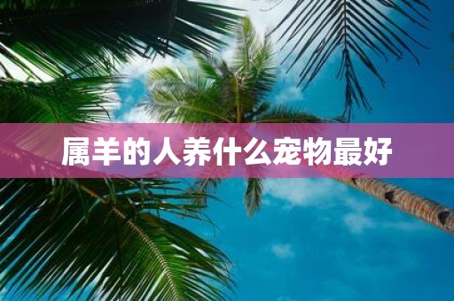 属羊的人养什么宠物最好
