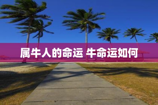 属牛人的命运 牛命运如何
