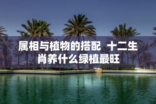 属相与植物的搭配 十二生肖养什么绿植最旺