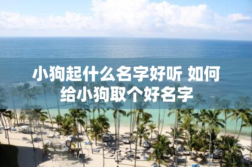 小狗起什么名字好听 如何给小狗取个好名字