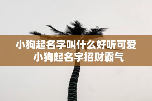 小狗起名字叫什么好听可爱 小狗起名字招财霸气