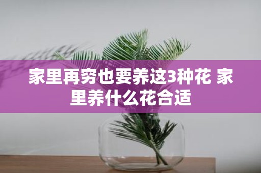 家里再穷也要养这3种花 家里养什么花合适