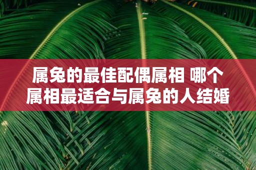 属兔的最佳配偶属相 哪个属相最适合与属兔的人结婚