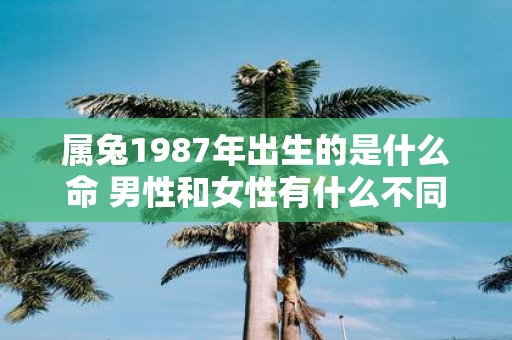 属兔1987年出生的是什么命 男性和女性有什么不同