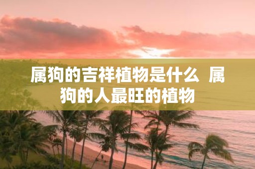 属狗的吉祥植物是什么 属狗的人最旺的植物