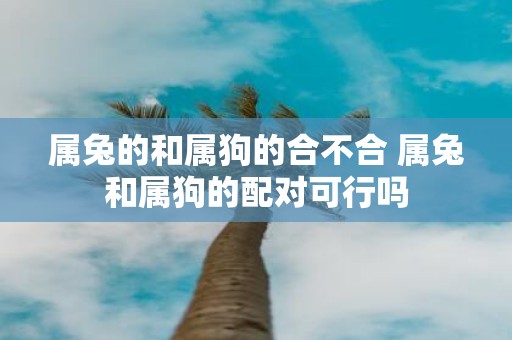 属兔的和属狗的合不合 属兔和属狗的配对可行吗