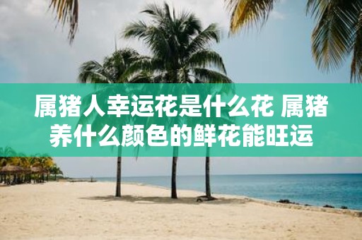 属猪人幸运花是什么花 属猪养什么颜色的鲜花能旺运