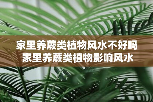 家里养蕨类植物风水不好吗 家里养蕨类植物影响风水吗
