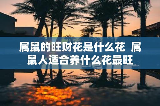 属鼠的旺财花是什么花 属鼠人适合养什么花最旺
