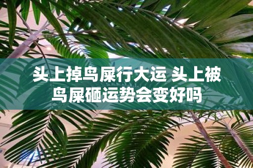 头上掉鸟屎行大运 头上被鸟屎砸运势会变好吗