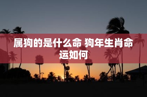 属狗的是什么命 狗年生肖命运如何