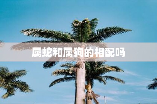 属蛇和属狗的相配吗