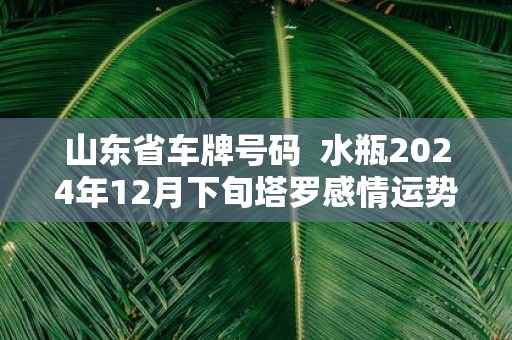 山东省车牌号码 水瓶2025年12月下旬塔罗感情运势