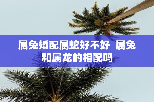 属兔婚配属蛇好不好 属兔和属龙的相配吗