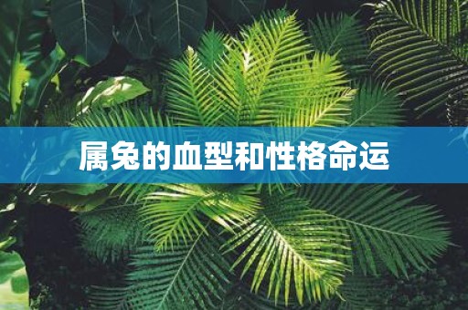 属兔的血型和性格命运