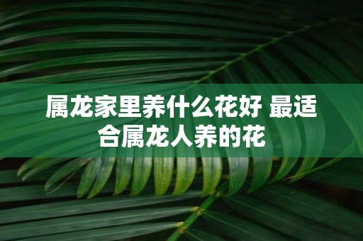 属龙家里养什么花好 最适合属龙人养的花