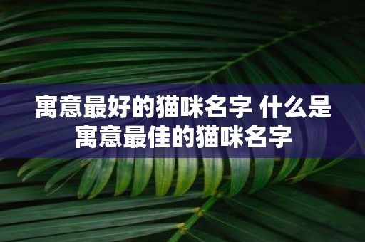 寓意最好的猫咪名字 什么是寓意最佳的猫咪名字