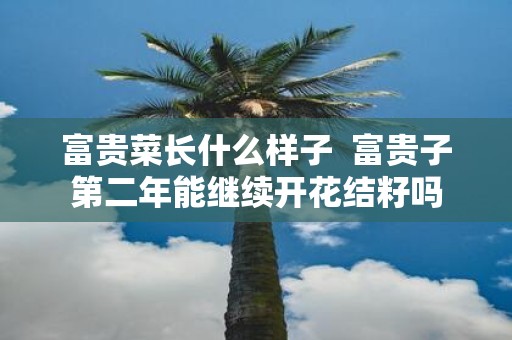 富贵菜长什么样子 富贵子第二年能继续开花结籽吗