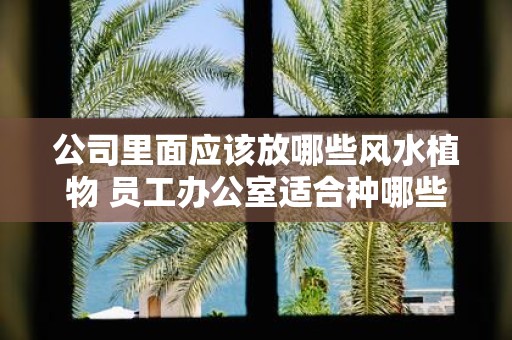 公司里面应该放哪些风水植物 员工办公室适合种哪些风水植物