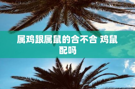 属鸡跟属鼠的合不合 鸡鼠配吗