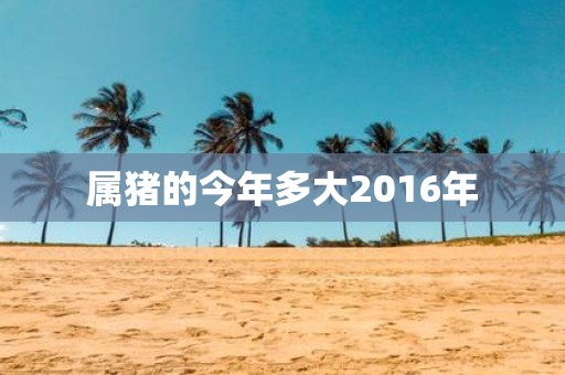属猪的今年多大2016年