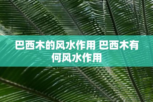 巴西木的风水作用 巴西木有何风水作用