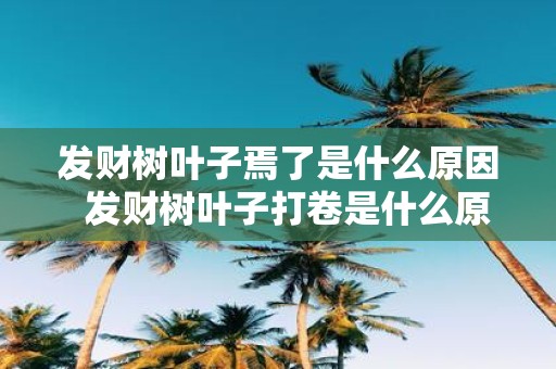 发财树叶子焉了是什么原因 发财树叶子打卷是什么原因