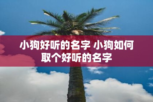 小狗好听的名字 小狗如何取个好听的名字