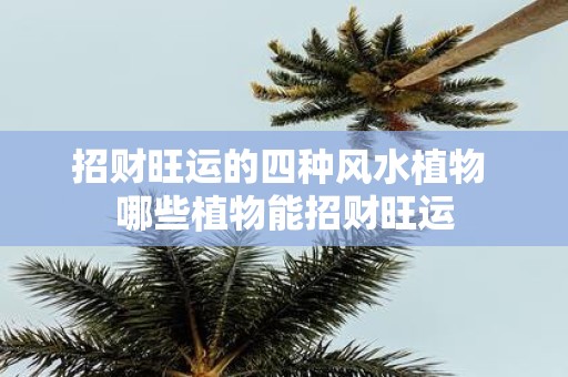 招财旺运的四种风水植物 哪些植物能招财旺运