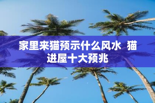 家里来猫预示什么风水 猫进屋十大预兆