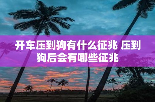 开车压到狗有什么征兆 压到狗后会有哪些征兆