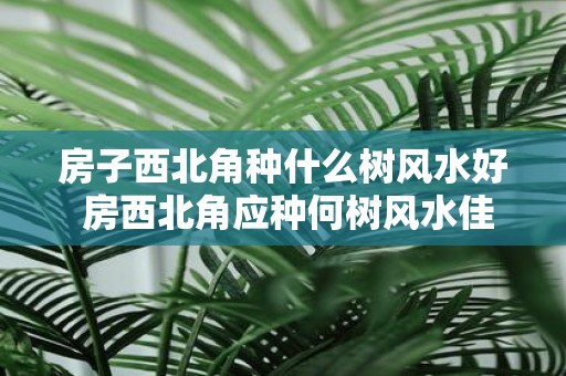 房子西北角种什么树风水好 房西北角应种何树风水佳