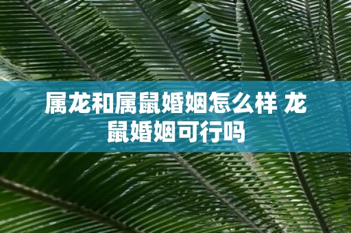 属龙和属鼠婚姻怎么样 龙鼠婚姻可行吗