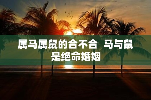 属马属鼠的合不合 马与鼠是绝命婚姻