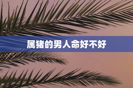 属猪的男人命好不好
