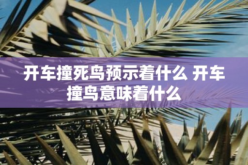开车撞死鸟预示着什么 开车撞鸟意味着什么