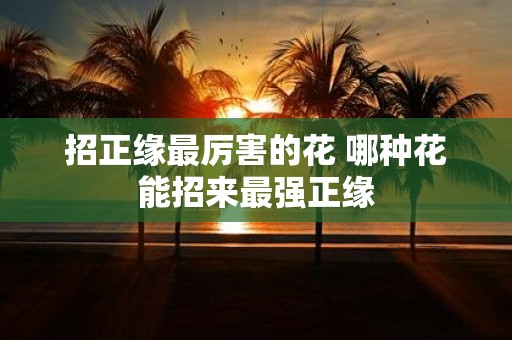 招正缘最厉害的花 哪种花能招来最强正缘