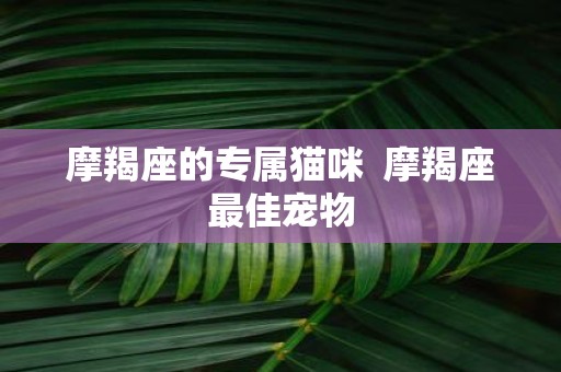 摩羯座的专属猫咪 摩羯座最佳宠物