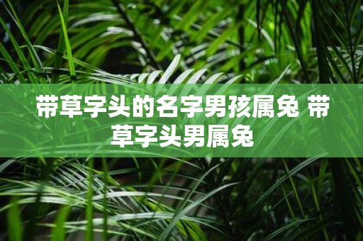 带草字头的名字男孩属兔 带草字头男属兔