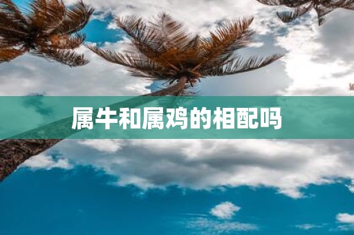 属牛和属鸡的相配吗