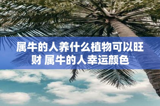 属牛的人养什么植物可以旺财 属牛的人幸运颜色