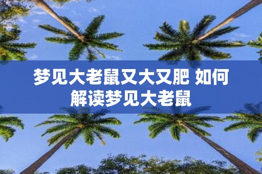 梦见大老鼠又大又肥 如何解读梦见大老鼠