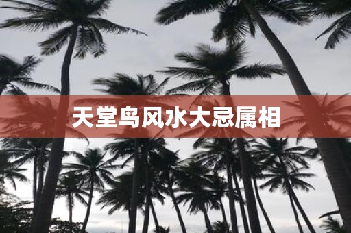 天堂鸟风水大忌属相