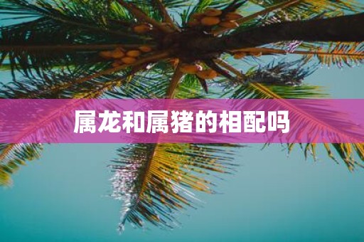 属龙和属猪的相配吗
